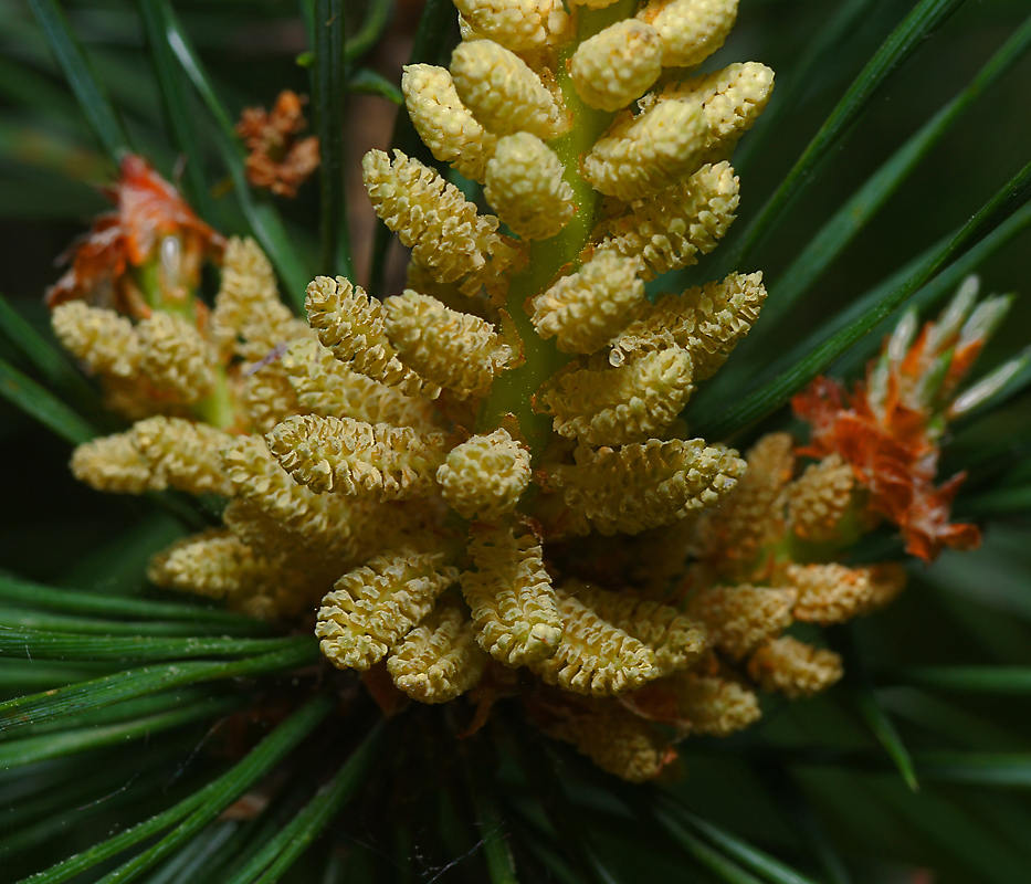 Изображение особи Pinus sylvestris.