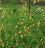 Asparagus officinalis