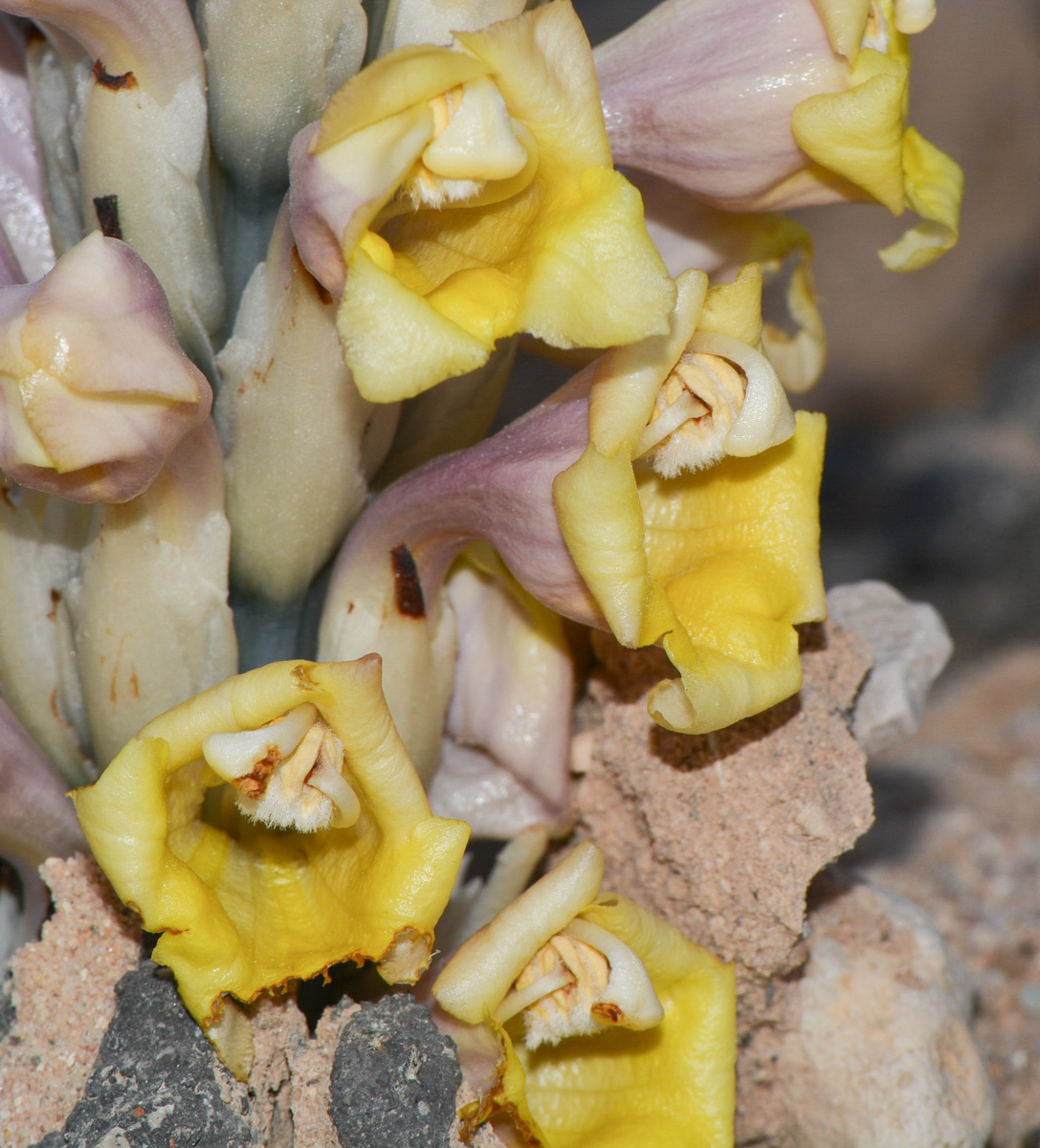 Image of Cistanche tubulosa specimen.