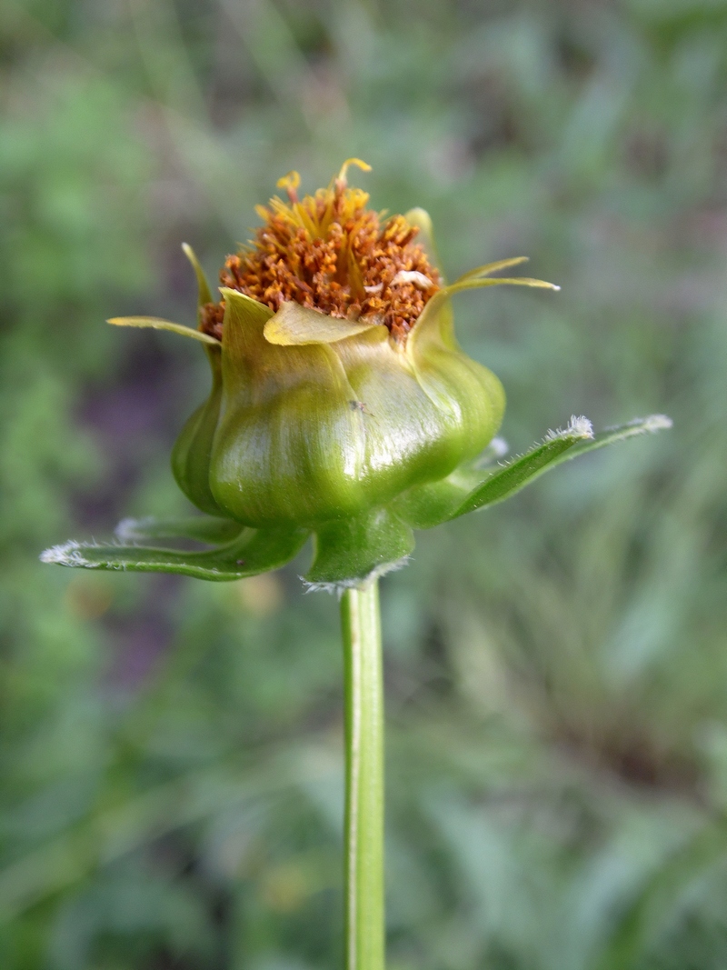 Image of Coreopsis grandiflora specimen.