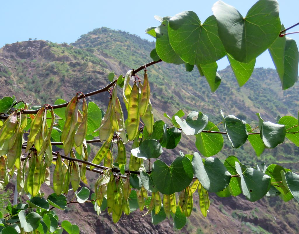 Image of Cercis griffithii specimen.