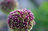 род Allium