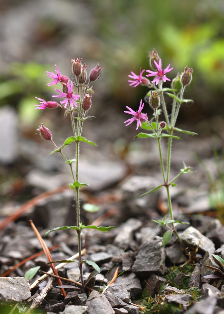 Изображение особи Silene olgae.