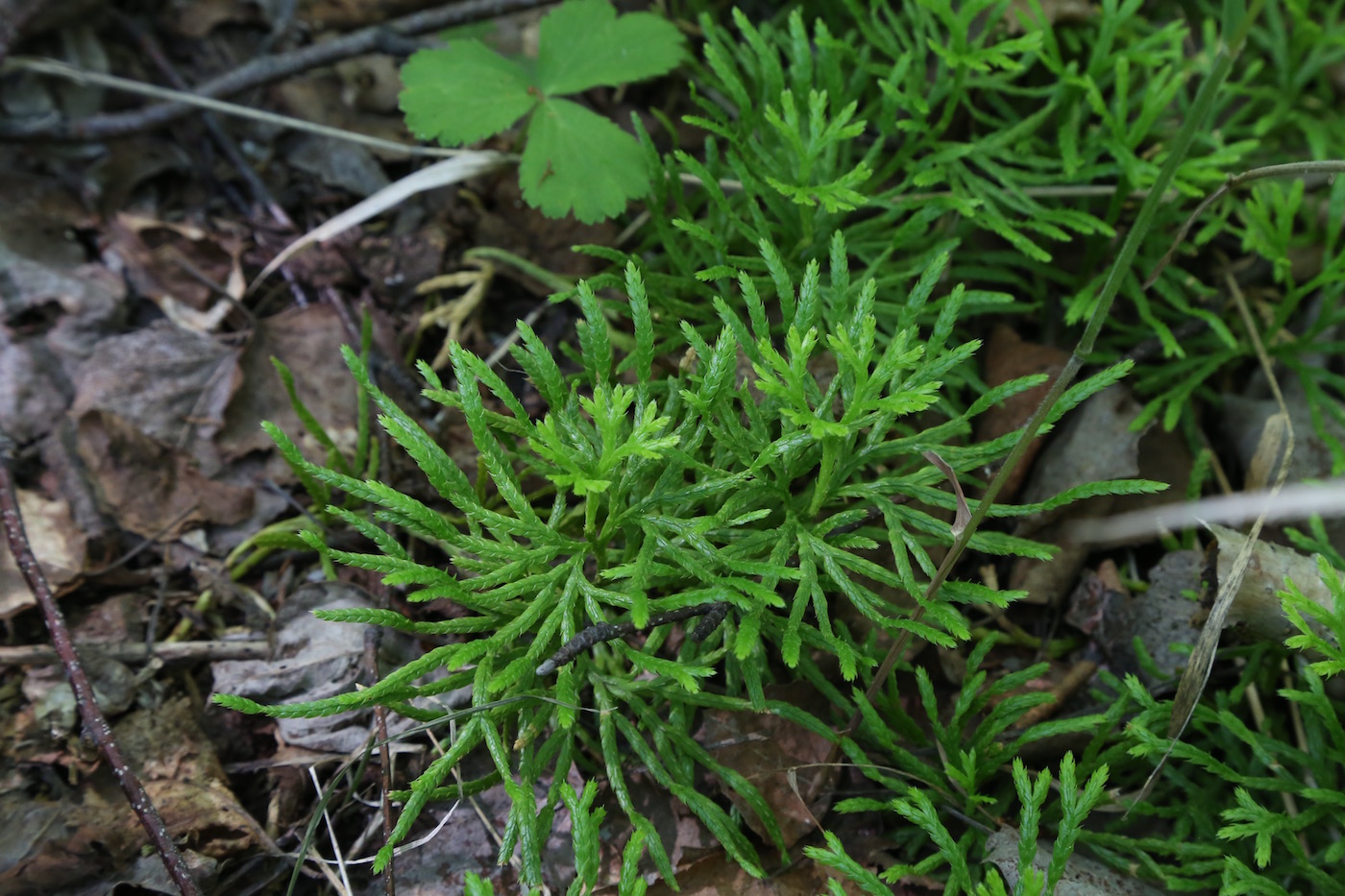 Image of Diphasiastrum complanatum specimen.