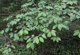 Lonicera steveniana