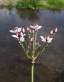 Butomus umbellatus