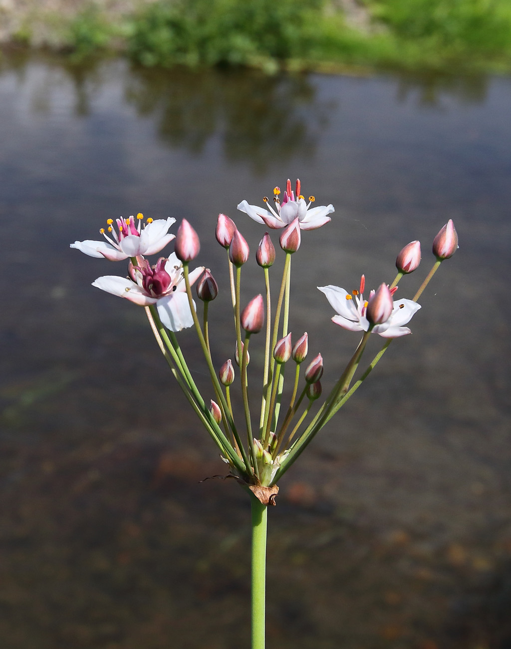 Изображение особи Butomus umbellatus.