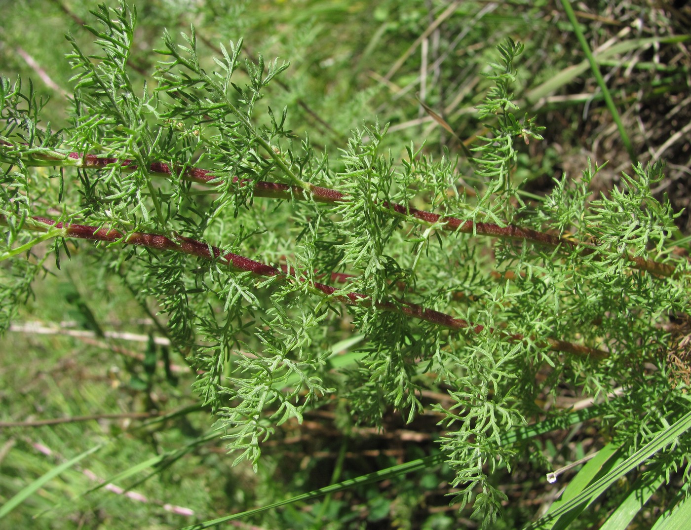 Image of Artemisia chamaemelifolia specimen.