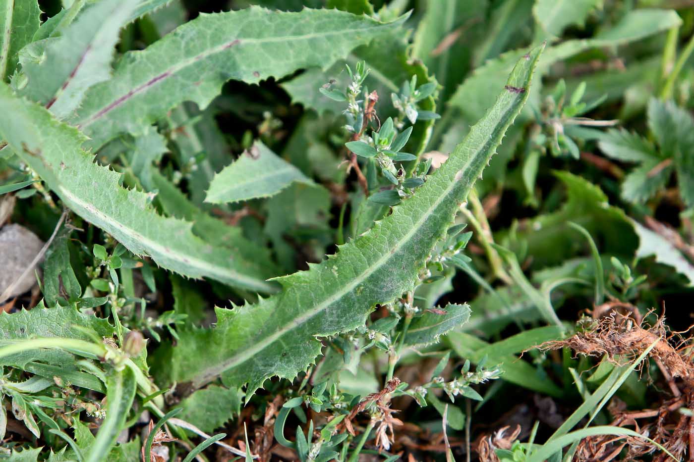 Изображение особи Sonchus arvensis ssp. uliginosus.