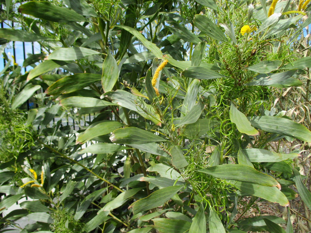 Изображение особи Acacia holosericea.