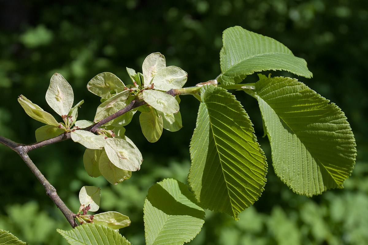 Изображение особи Ulmus glabra.