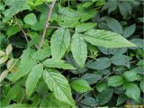 Rubus idaeus