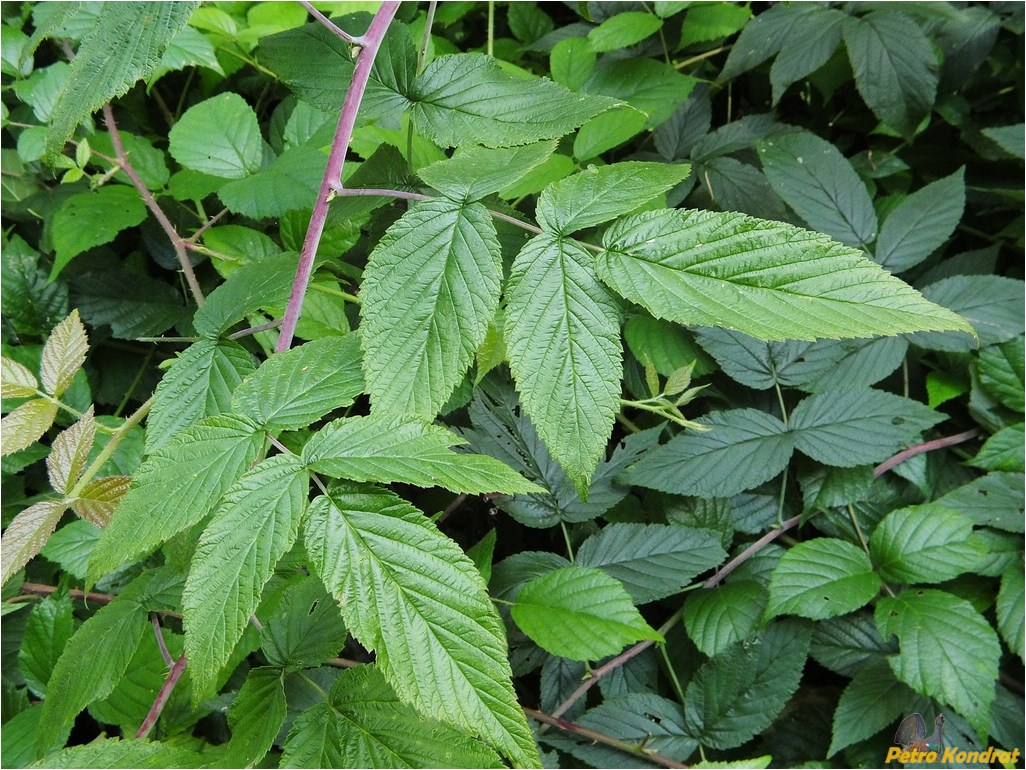 Image of Rubus idaeus specimen.