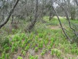 Gloriosa superba