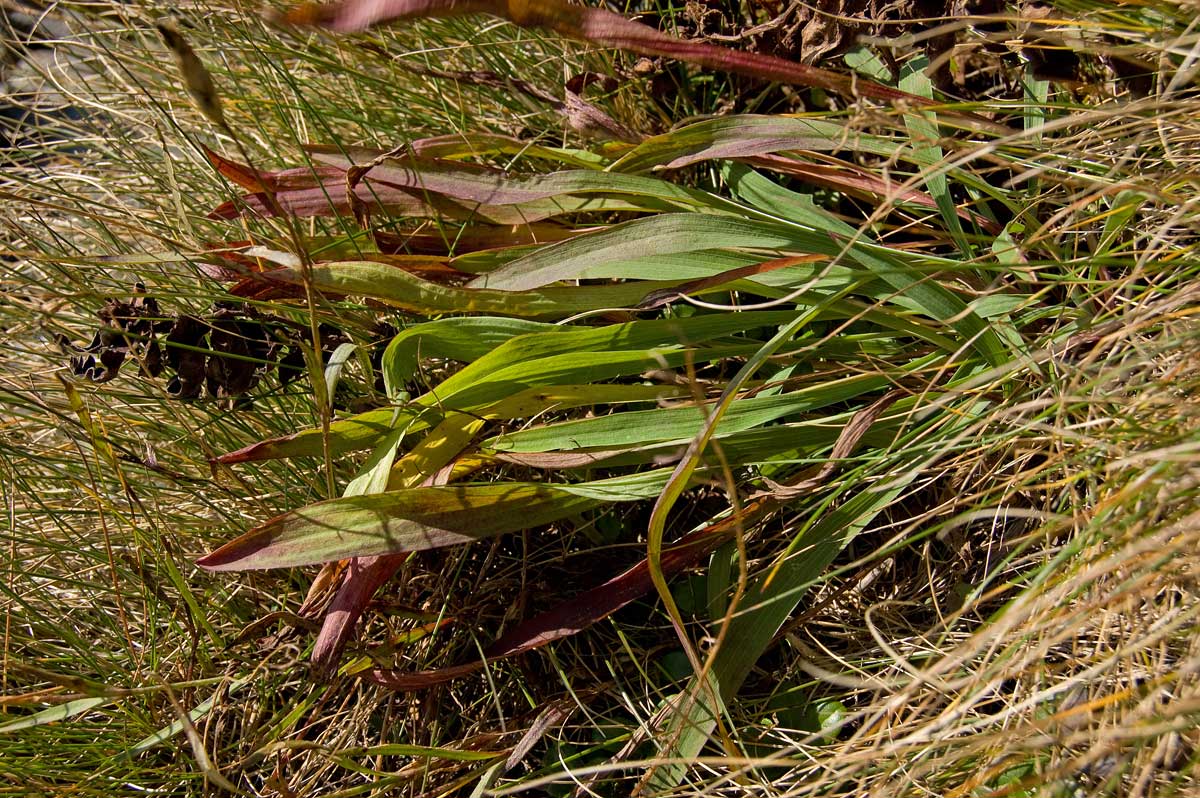 Image of Bupleurum multinerve specimen.