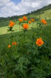 Trollius asiaticus