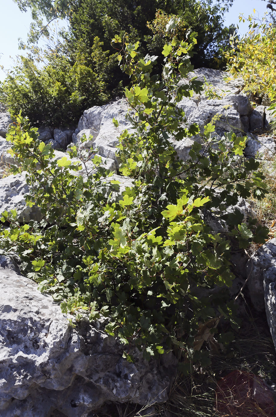 Image of Acer campestre specimen.