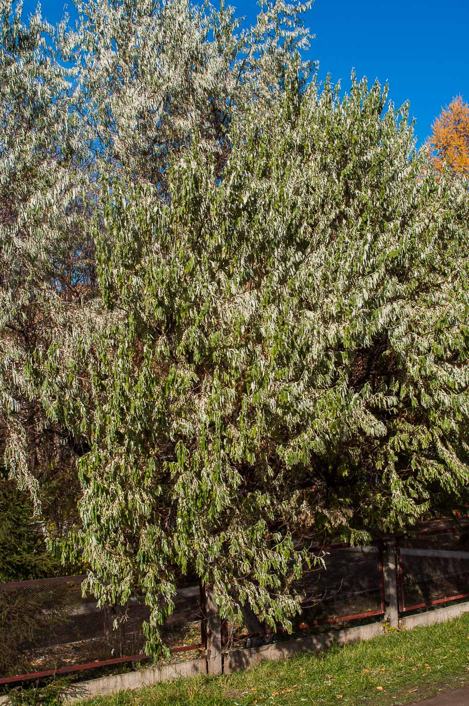 Image of Elaeagnus angustifolia specimen.