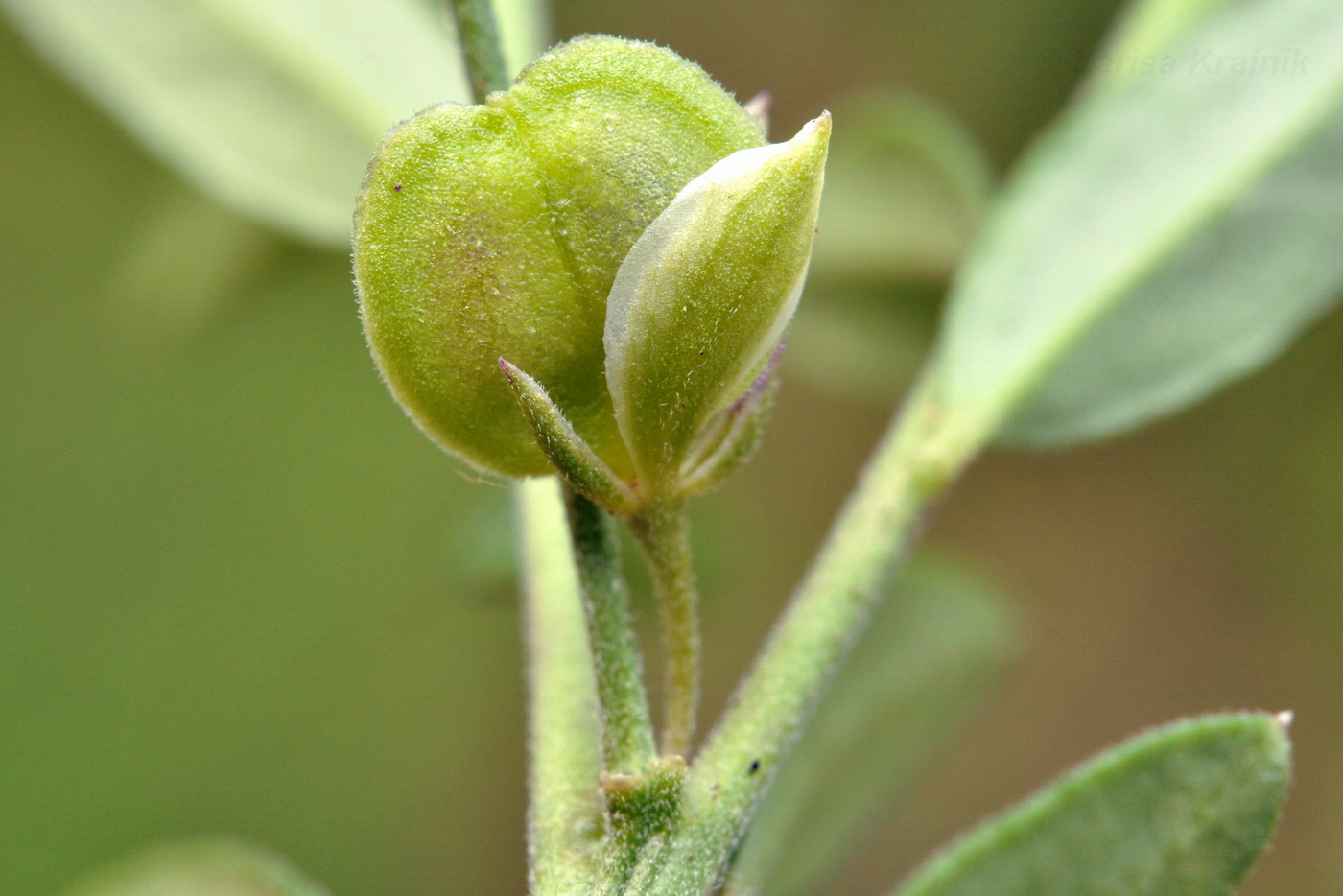 Image of Polygala sibirica specimen.