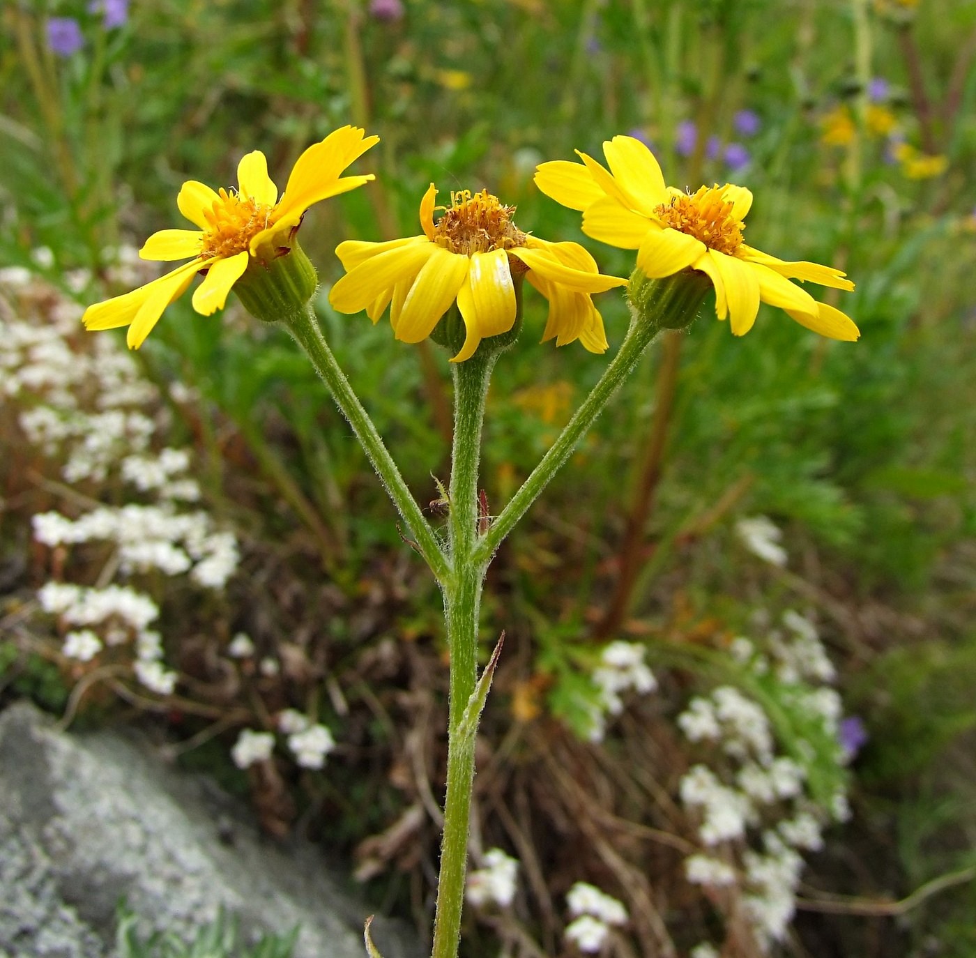 Изображение особи Tephroseris integrifolia.