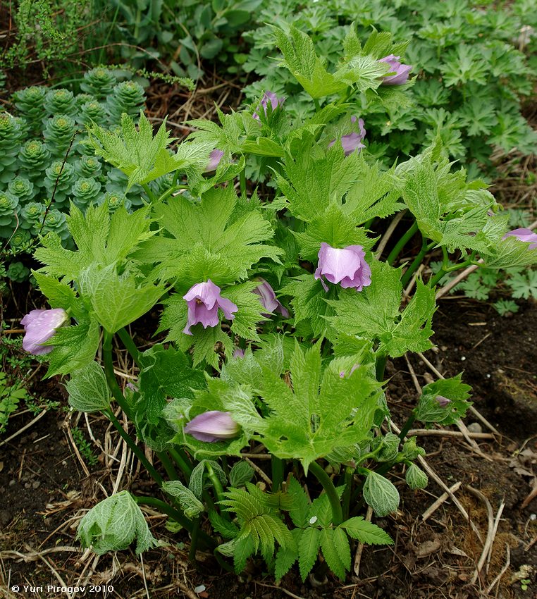 Image of Glaucidium palmatum specimen.