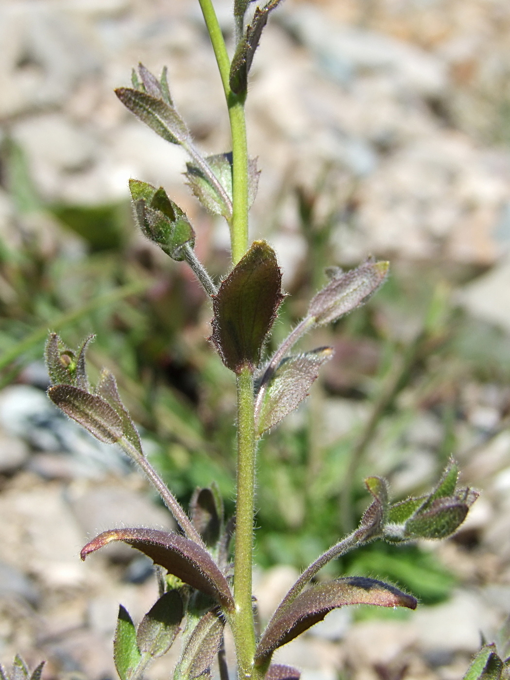 Image of Draba nemorosa specimen.