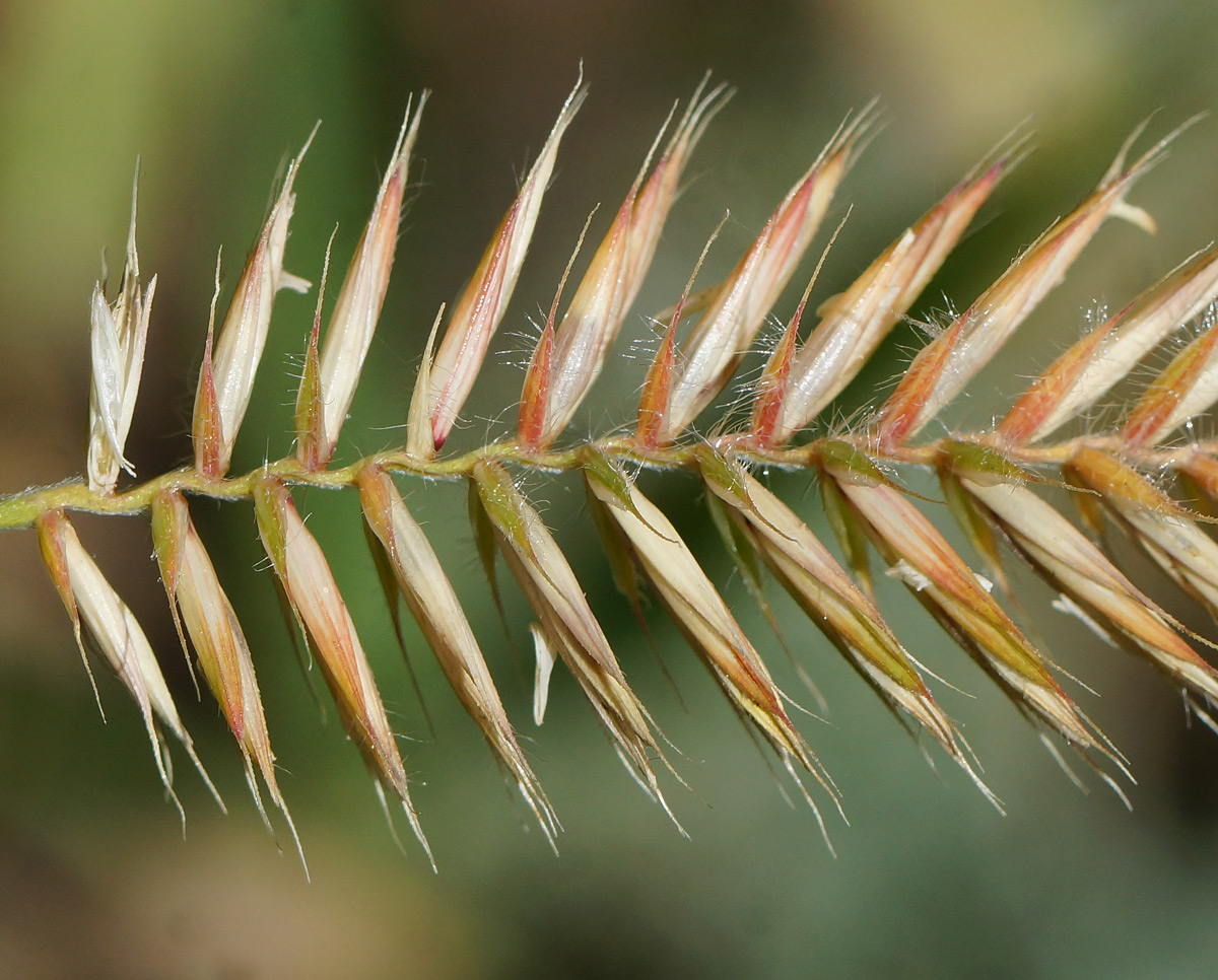 Изображение особи Agropyron pectinatum.