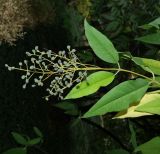 род Ligustrum. Верхушка побега с соплодием. Южный берег Крыма, Никитский ботанический сад, в культуре. 29.10.2017.