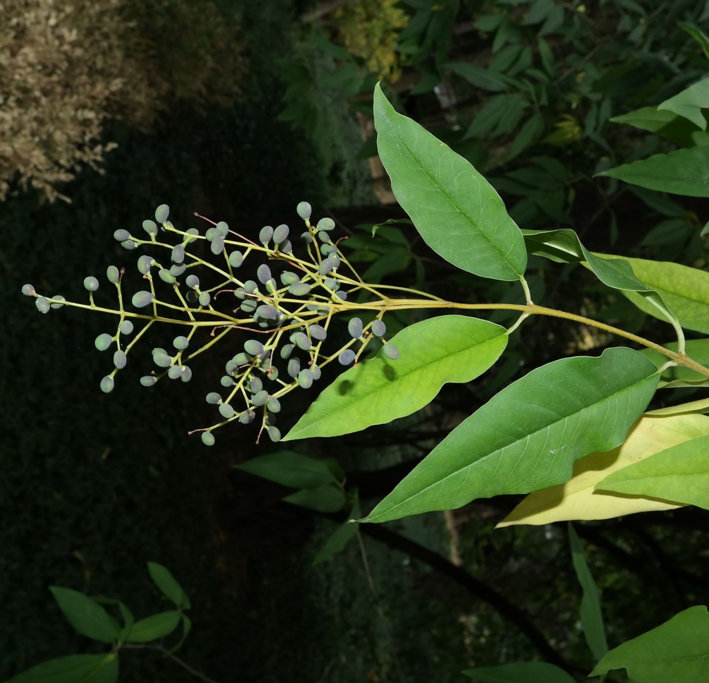 Изображение особи род Ligustrum.