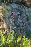 Bartsia alpina