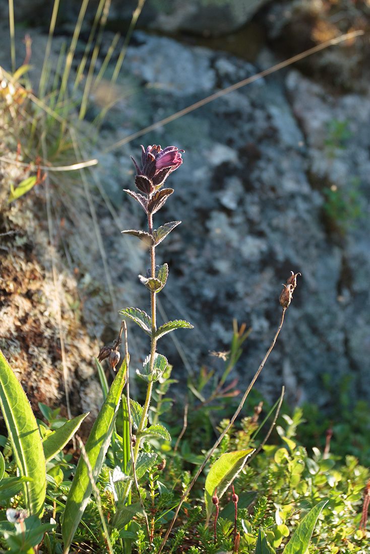 Изображение особи Bartsia alpina.