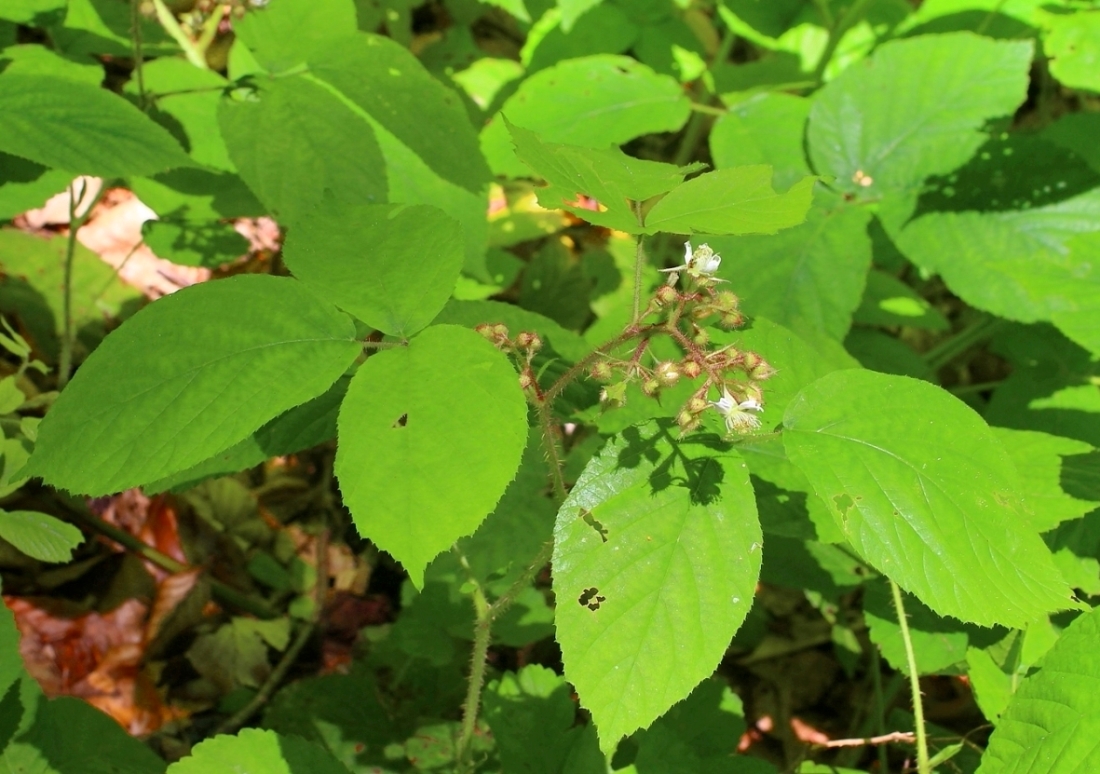 Изображение особи Rubus hirtus.