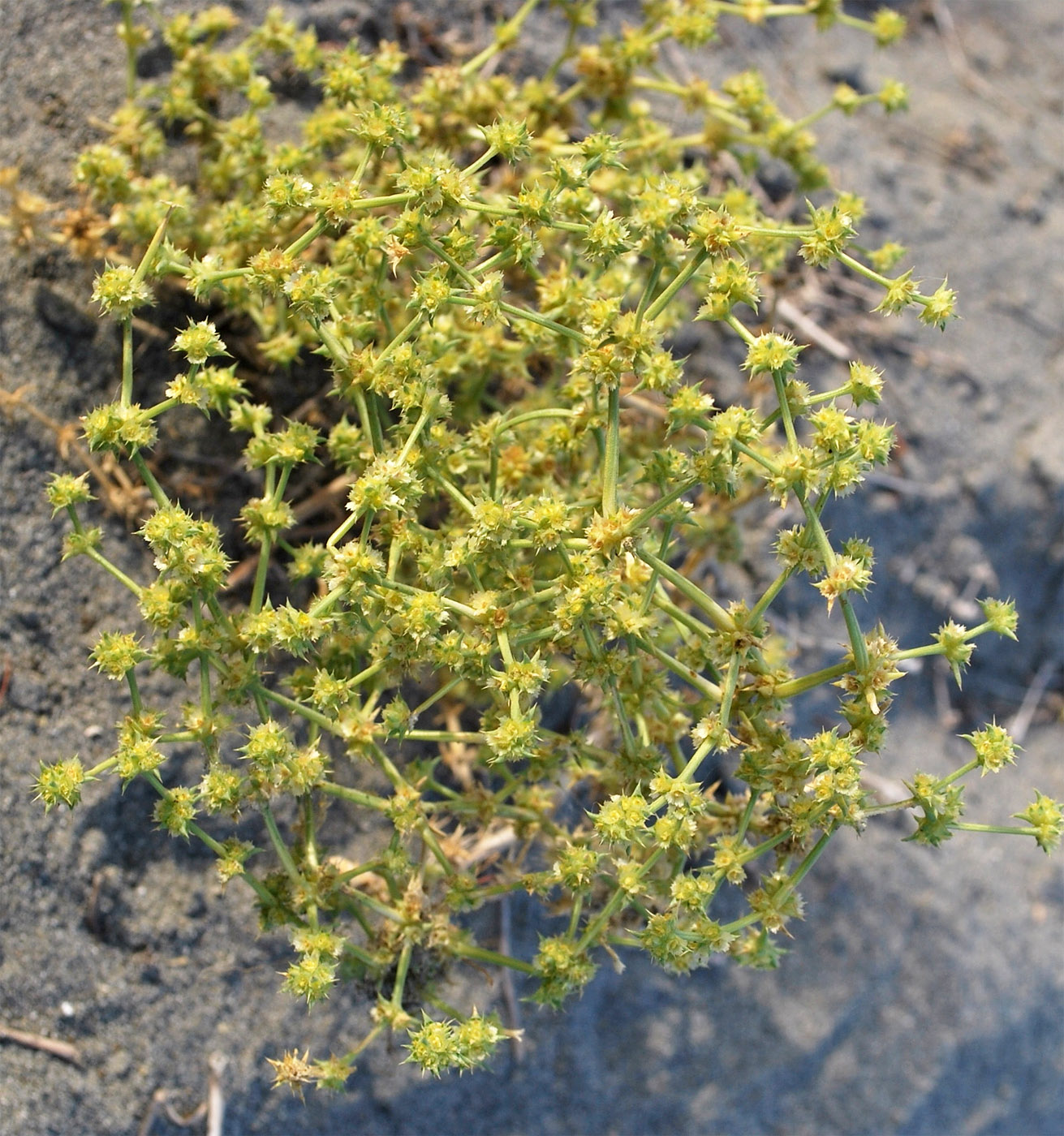 Изображение особи Anabasis annua.