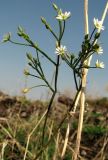 Stellaria fennica