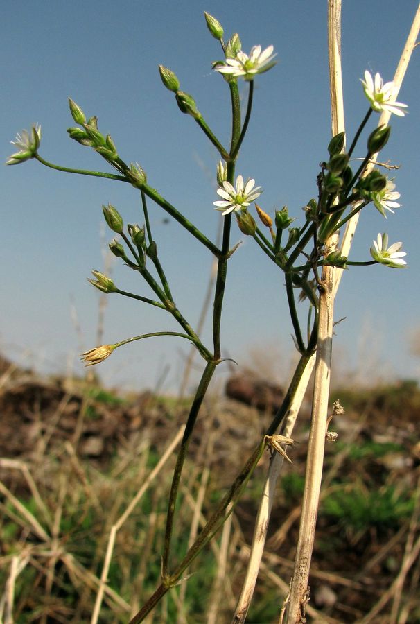 Изображение особи Stellaria fennica.