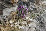 Saxifraga columnaris