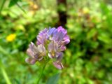 Medicago &times; varia