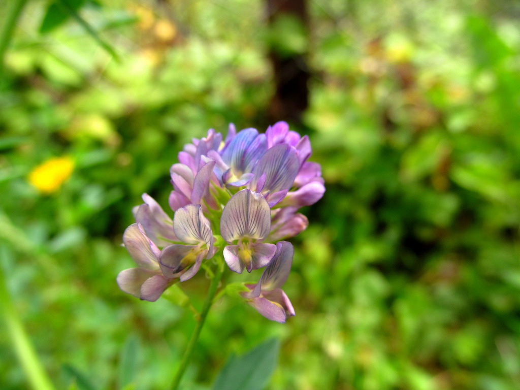 Изображение особи Medicago &times; varia.