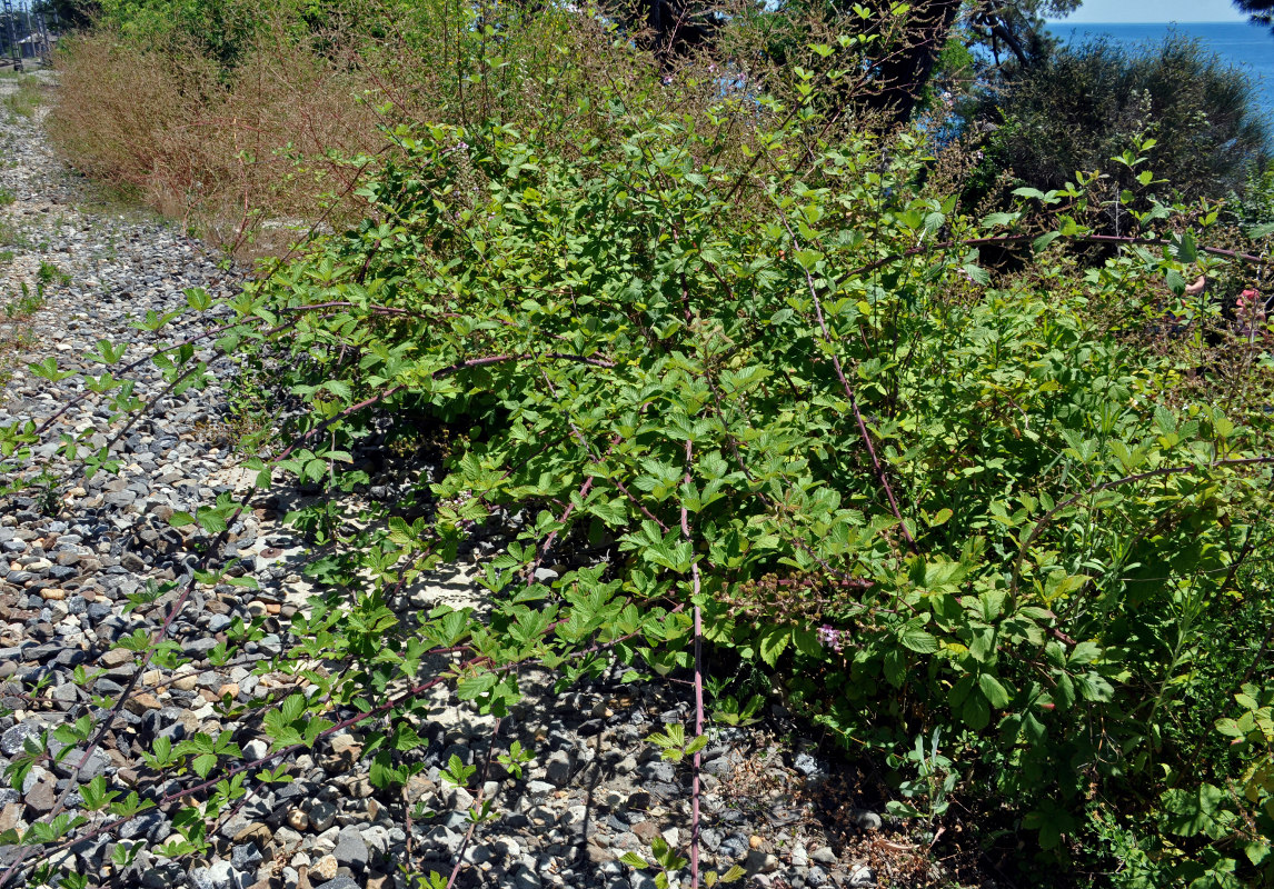 Image of Rubus sanctus specimen.