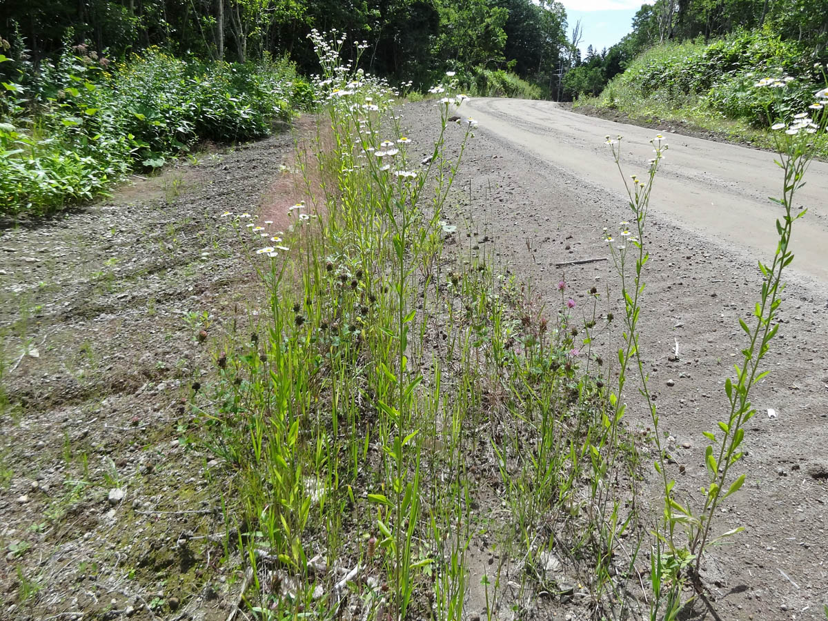 Image of Erigeron annuus specimen.