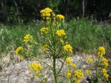 Rorippa barbareifolia
