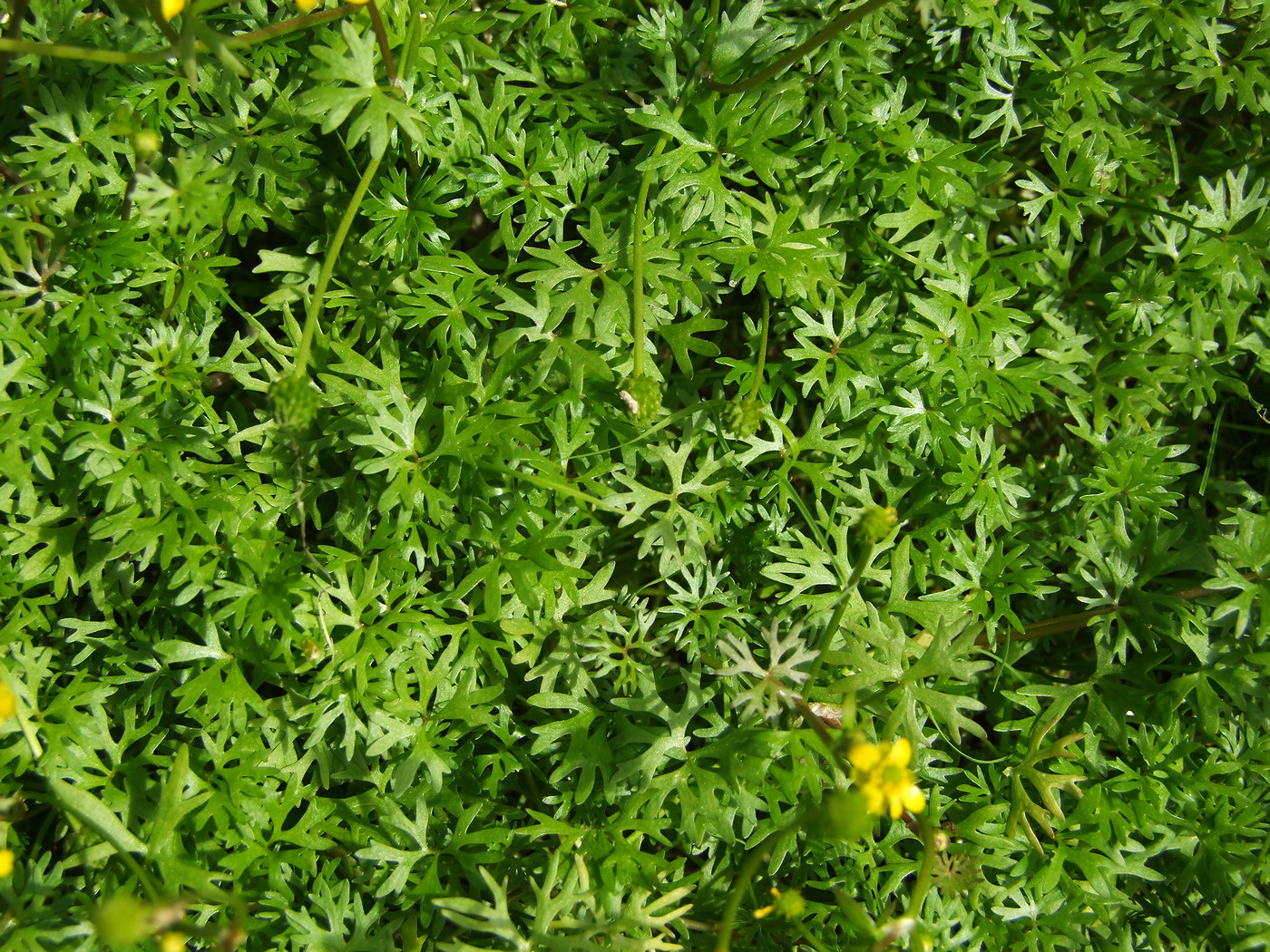 Image of Ranunculus gmelinii specimen.