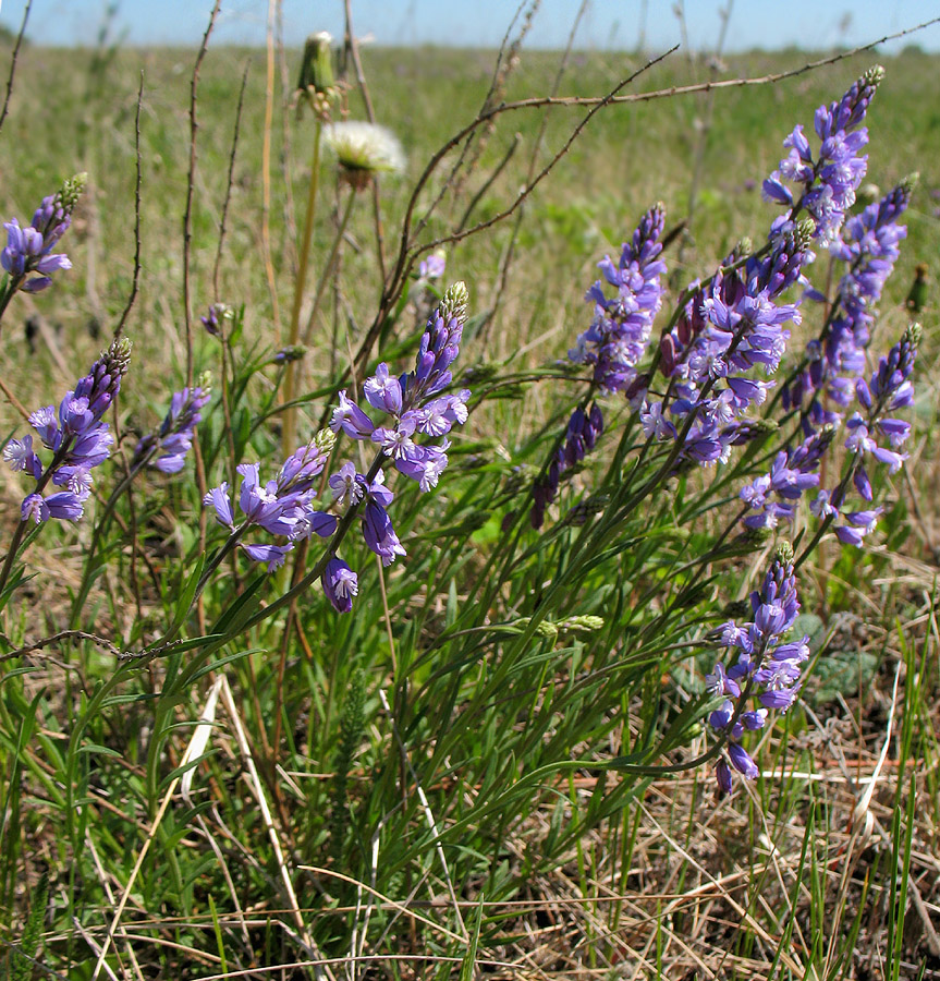 Изображение особи Polygala wolfgangiana.