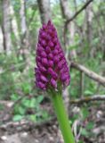 Orchis purpurea подвид caucasica. Нераспустившееся соцветие. Краснодарский край, Абинский р-н, окр. пос. Новый, лес близ дороги. 16.04.2018.