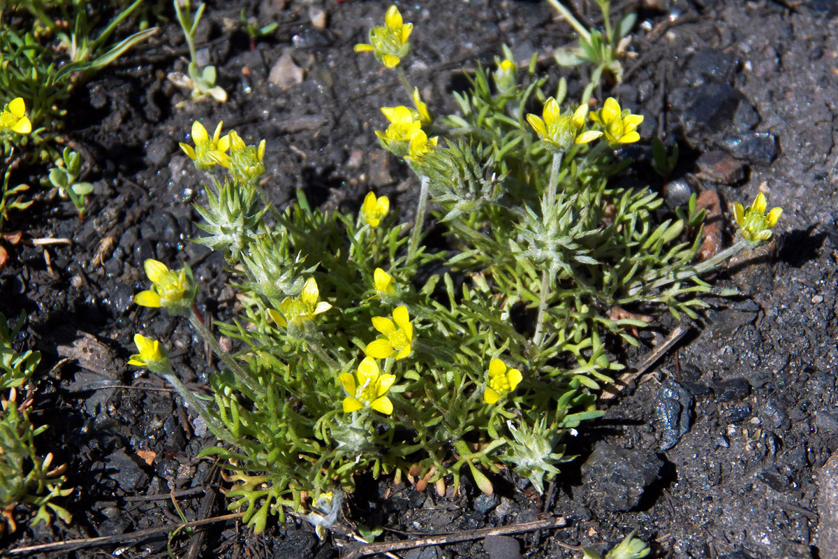 Image of Ceratocephala orthoceras specimen.