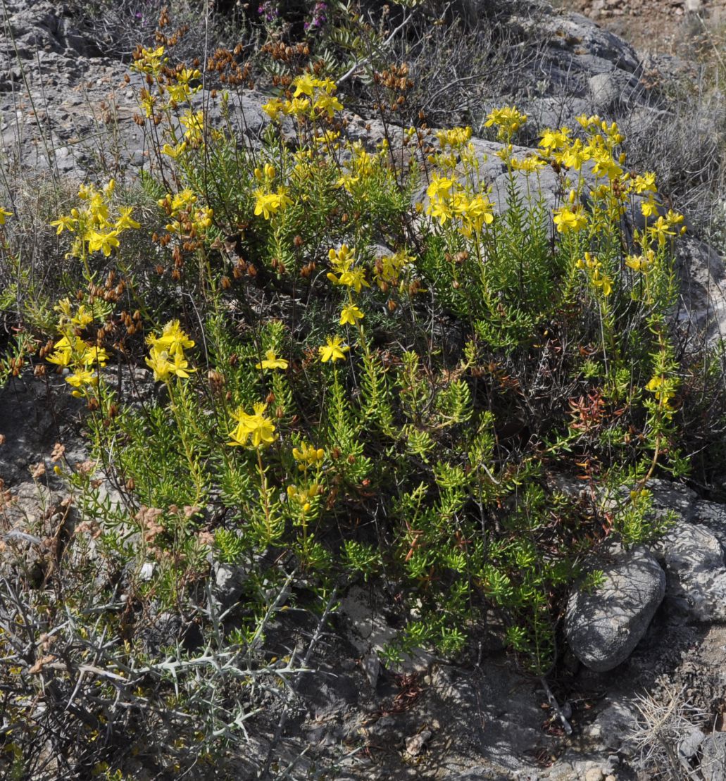 Image of Hypericum empetrifolium specimen.