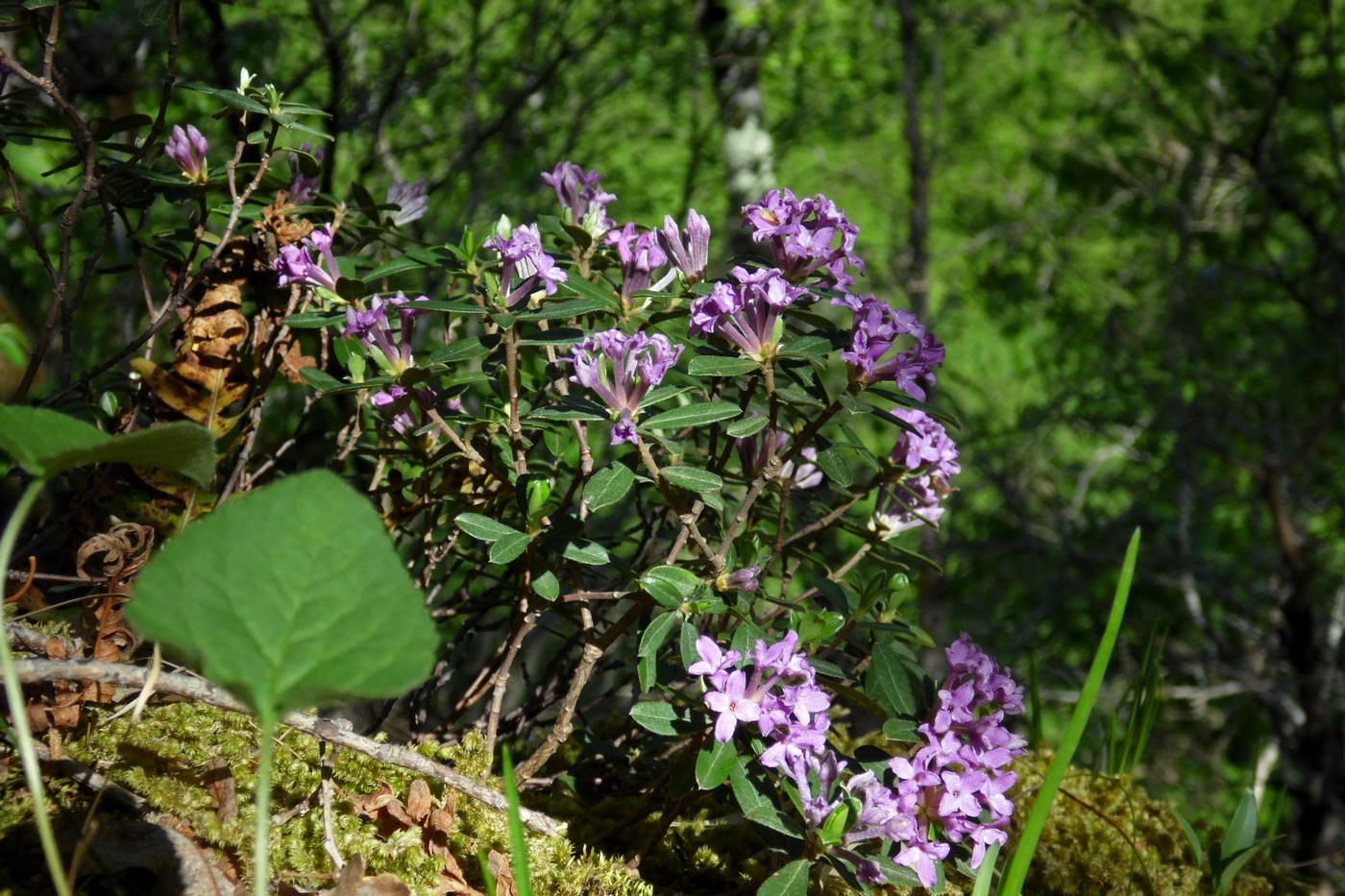 Изображение особи Daphne pseudosericea.