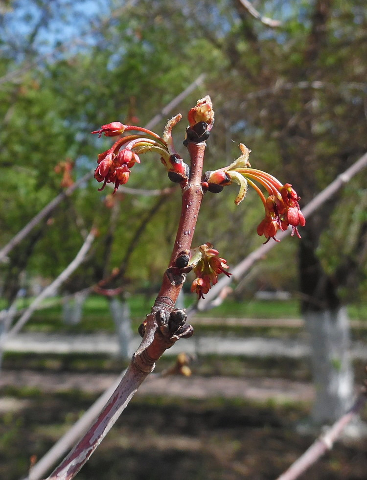 Image of Acer rubrum specimen.