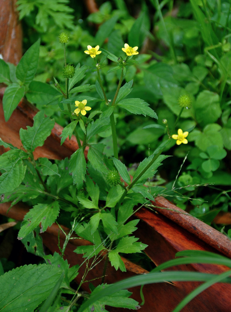 Image of Ranunculus cantoniensis specimen.