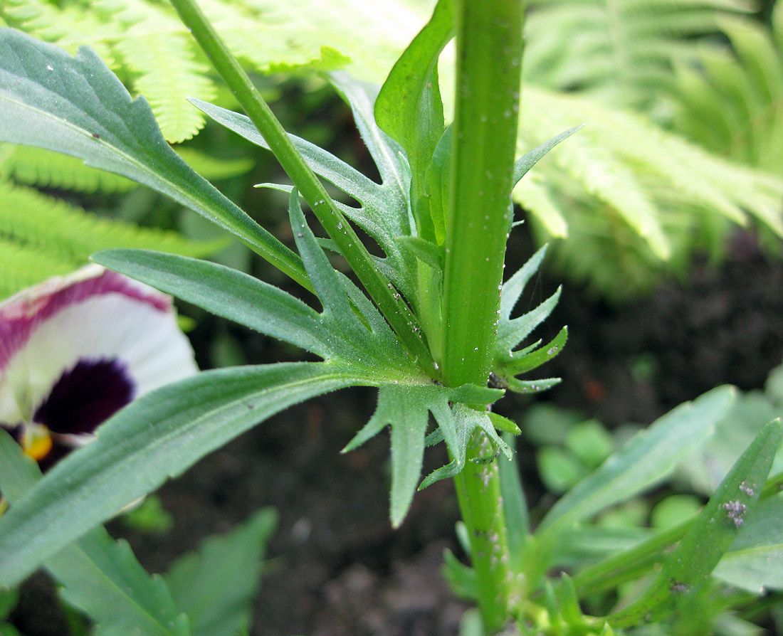 Image of Viola wittrockiana specimen.